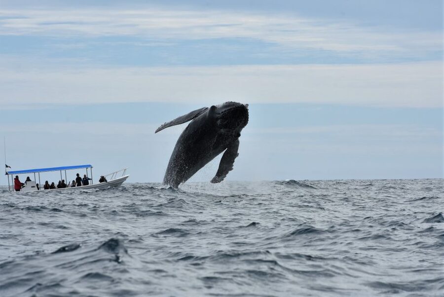 Cabo: Whale-Whatching Boat Trip w/ All-Women Crew and Photos - Where you sail: Pacific Ocean or Sea of Cortez