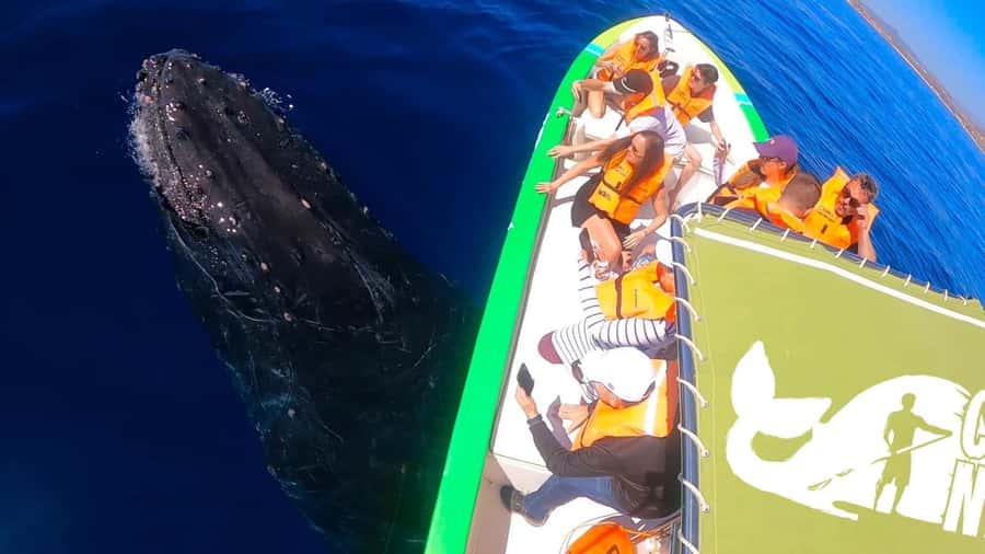 Cabo: Whale-Whatching Boat Trip w/ All-Women Crew and Photos - The whale search: how to get the best viewing in 2 hours