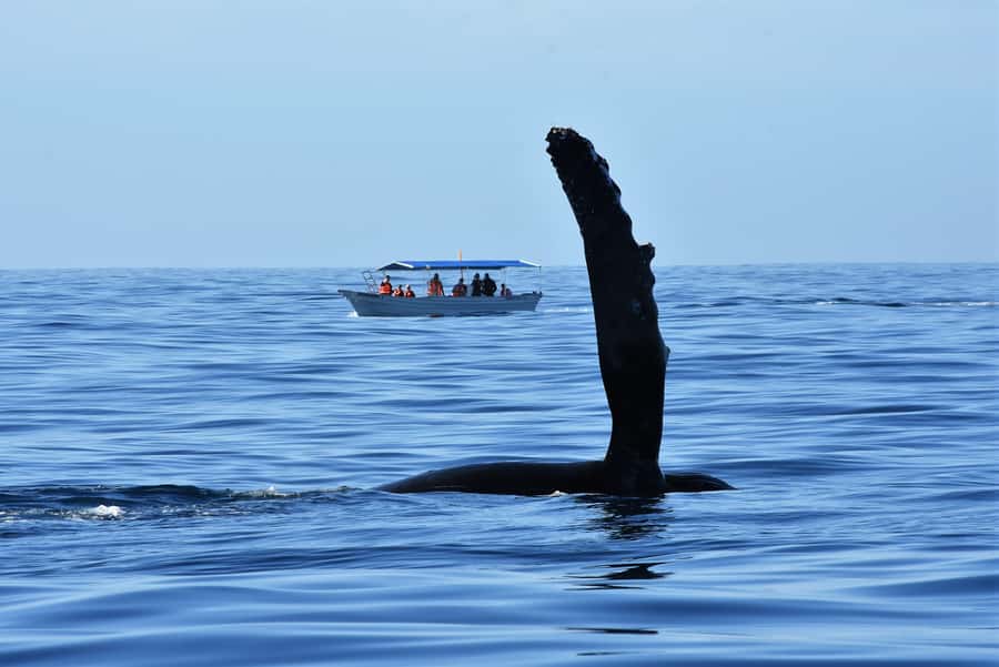 Cabo: Whale-Whatching Boat Trip w/ All-Women Crew and Photos - The hydrophone moment: hearing the underwater song