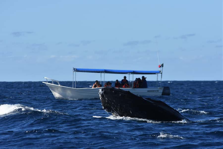 Cabo: Whale-Whatching Boat Trip w/ All-Women Crew and Photos - Digital photos included, and why that changes the trip
