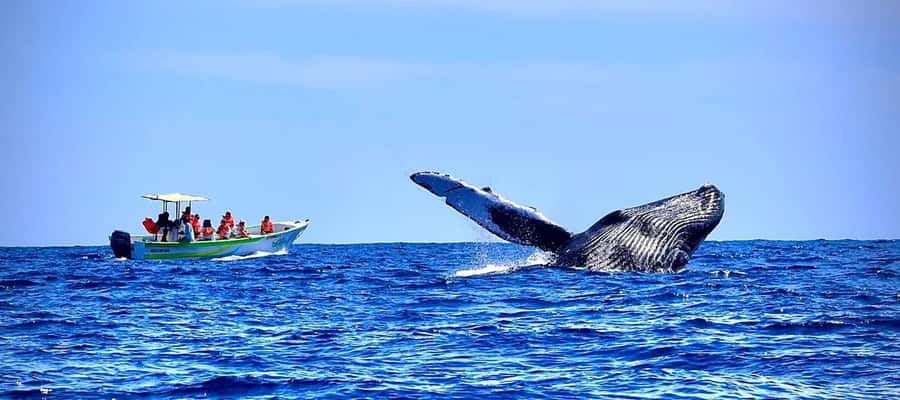 Cabo: Whale-Whatching Boat Trip w/ All-Women Crew and Photos - Meet the crew, and why it matters on the water