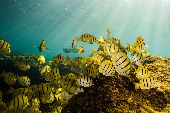 Cabo Wildlife Safari - Wildlife you can realistically aim for by season (and what to expect when plans change)
