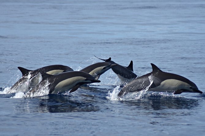 Cabo Wildlife Safari - Snorkeling with dolphins, turtles, sea lions, and reef fish: what matters in practice