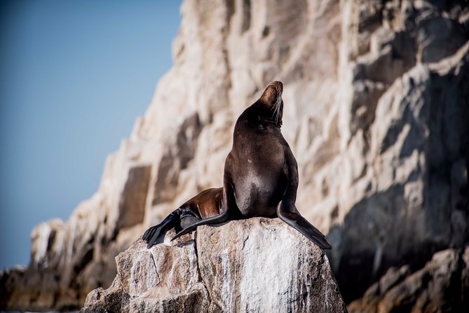 Cabo Wildlife Safari - Marine biologist guidance: what you gain beyond spotting animals