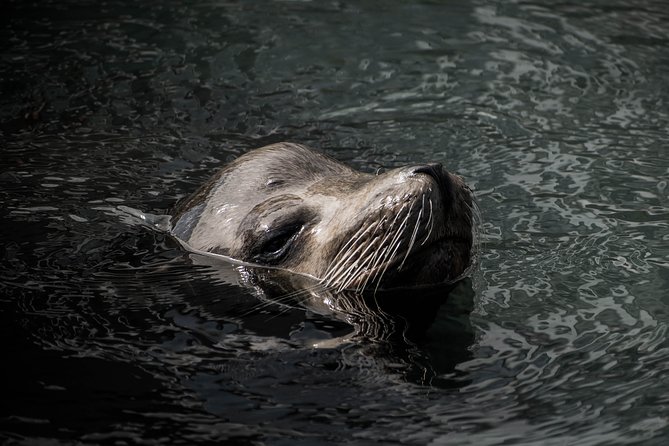 Cabo Wildlife Safari - Eco-friendly wildlife respect: how it affects your chances