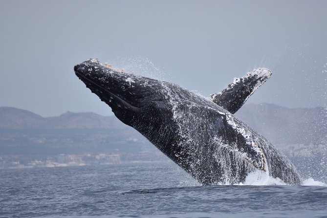 Cabo Wildlife Safari - Small group, English-led, and moderate fitness: who should book this