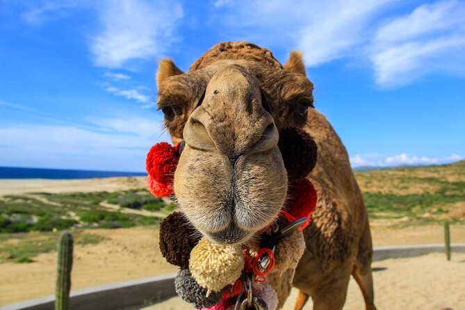 Cactus Combo Combine two of your favorite desert tours - Your actual choices: ATV, UTV, camel, and horseback