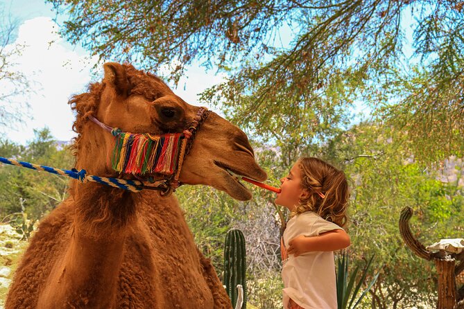Camel Ride in the Canyon + Thrilling Water-Slides & Snacks - Who This Tour Fits Best, and Who Should Skip It