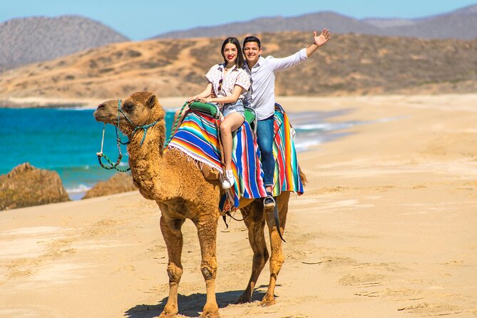 Camel riding experience on the shores of the Pacific Ocean - Cabo San Lucas Camel Riding: Desert Dunes with Ocean Air