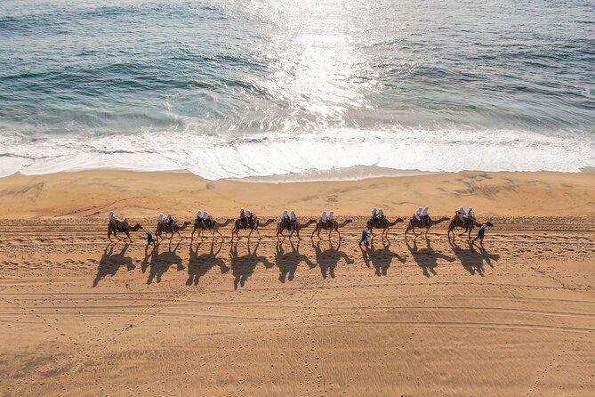 Camel riding experience on the shores of the Pacific Ocean - The 20-Minute Camel Route Along Sand Dunes and Desert Vegetation