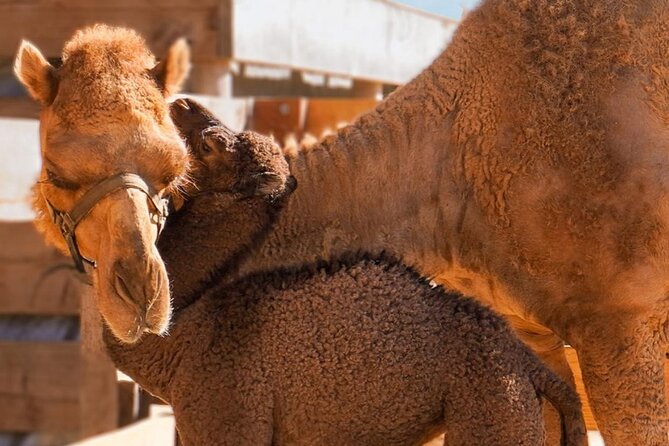 Camel Safari and Gastronomic Experience in Los Cabos - Tequila, mezcal, and damiana tasting: how to enjoy it