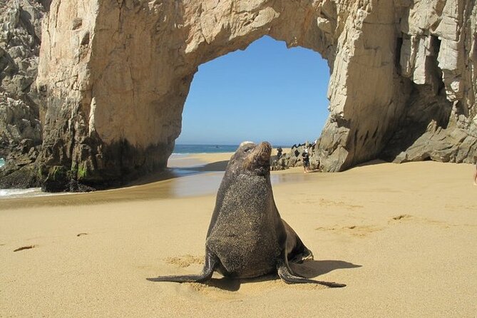 Clear Boat Ride with City Tour in Los Cabos - Cabo San Lucas Beach and the Glass-Blowing Factory Workshop
