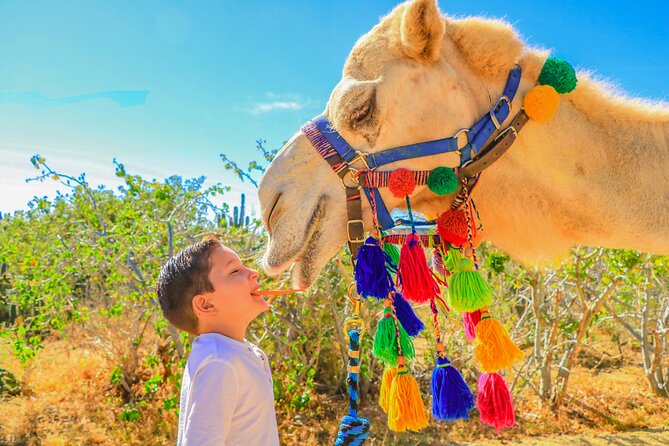 Combo Single Offroad 4x4 UTV, Camel Ride, Lunch & Tequila Tasting - Tequila and Damiana tasting: fun, guided, and practical