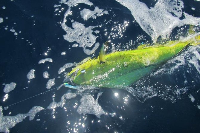 Deep Sea Fishing for 5 Hours from Cabo San Lucas - Who Should Book This Charter (and Who Should Rethink It)