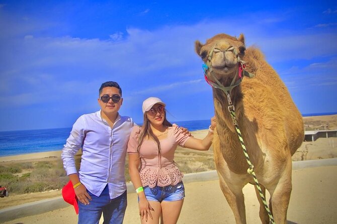Discover Cabo San Lucas by camel ride - Camel Ride in Cabo: What You Are Really Signing Up For