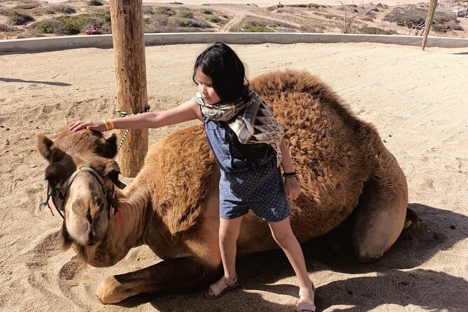Discover Cabo San Lucas by camel ride - The Park Route and Playa Migrino Stop