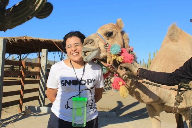 Discover Cabo San Lucas by camel ride - Price and Value: What $165.98 Covers (and Why It Can Be Worth It)