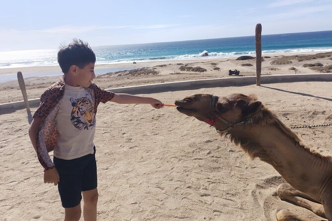 Discover Cabo San Lucas by camel ride - Pickup by Air-Conditioned Van, and Why It Matters