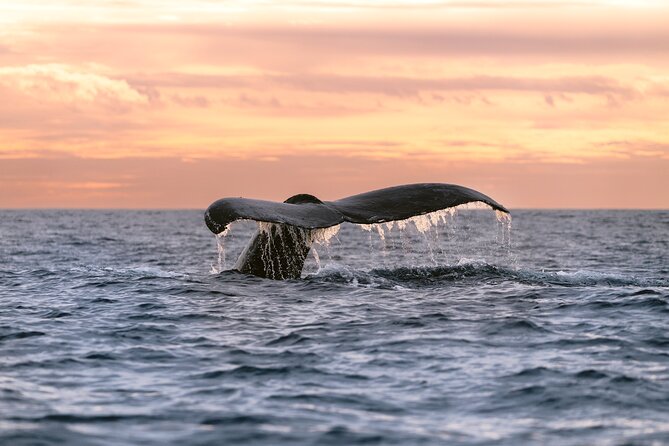 Educational Sunrise Whale Watching with Photos Included - Key highlights to look for on this sunrise whale watch