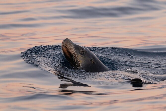 Educational Sunrise Whale Watching with Photos Included - Who this tour suits best (and who should adjust expectations)