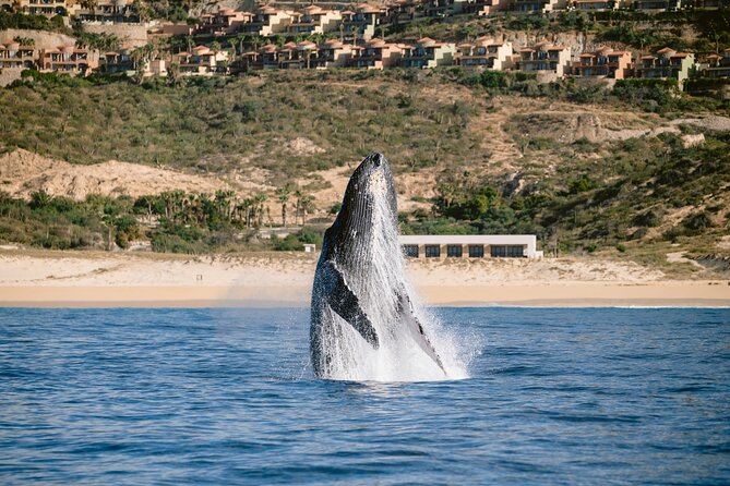 Educational Sunrise Whale Watching with Photos Included - Value for money: what you get from a 3-hour early cruise