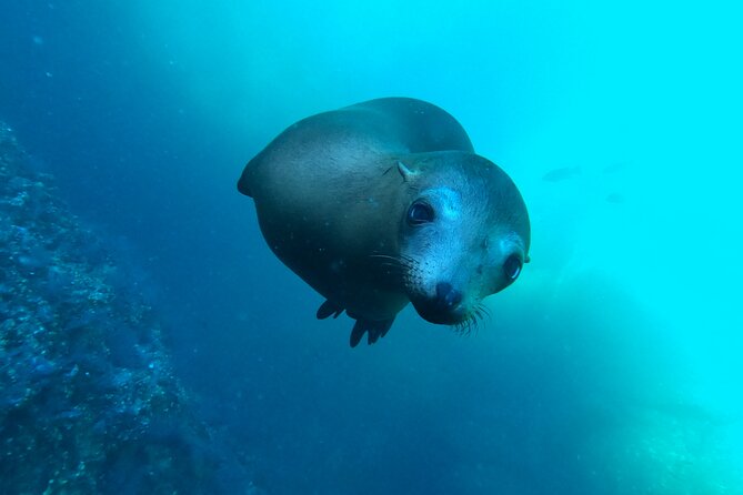 Espiritu Santo Island and sea lions - Espiritu Santo National Park: why the sea lions feel so close