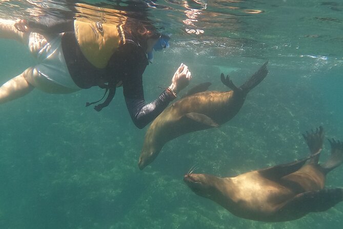 Espiritu Santo Island and sea lions - The guide and captain make or break it