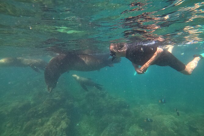 Espiritu Santo Island and sea lions - Who should book this sea lion snorkel, and who should pass
