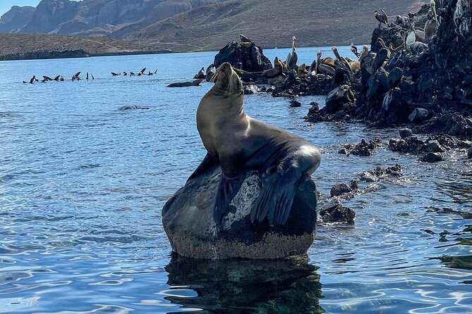 Espiritu Santo Island and sea lions - My quick decision guide: should you book?