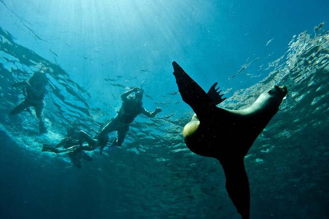 Espiritu Santo Island Combo: Sea Lions and Paddleboard 1 to 6 Private Group - What to bring for comfort in warm water and 7.5 hours
