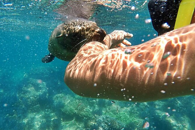 Espiritu Santo Island Day Tour - Wildlife beyond sea lions: dolphins, whales, turtles, and more