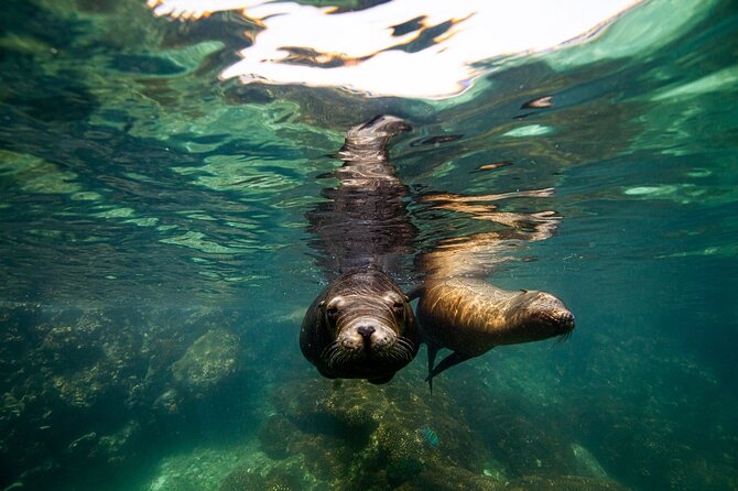 Espíritu Santo Island snorkel and sightseeing tour on Small Group - Snorkeling time built around calm water