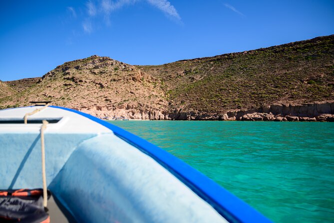 Espíritu Santo Island snorkel and sightseeing tour on Small Group - Sea lions and the best kind of wildlife viewing