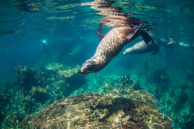 Espiritu Santo Island Snorkel & Sea Lion Adventure - Timing, Boat Ride Reality, and Staying Warm