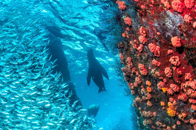 Espiritu Santo Island Snorkel & Sea Lion Adventure - Guides, Safety Feel, and the Human Touch