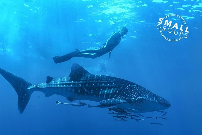 Espíritu Santo Island: snorkel SEA LIONS and Balandra Small Group - Malecon and the Sea of Cortez story: calming views with a job to do