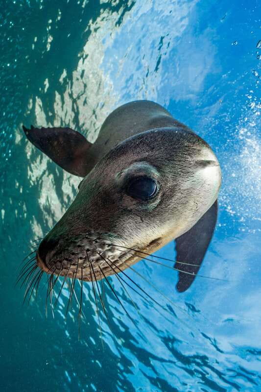 Espiritu Santo Island: Snorkeling Sea Lion Adventure - Boat sightseeing stops, including San Gabriel Bay and the old pearl mine