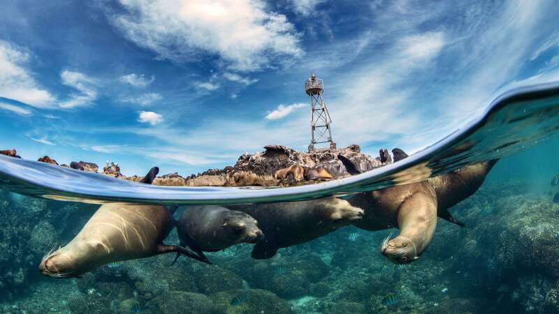 Espiritu Santo Island: Snorkeling Sea Lion Adventure - The ocean scouting phase: dolphins, whales, and mobula rays
