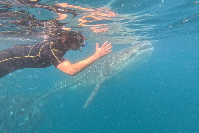 Experiences with whale sharks in La Paz - Key highlights before you go