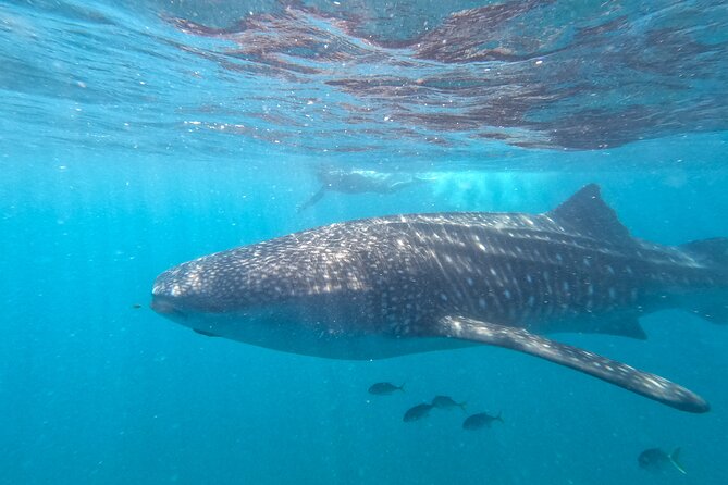 Experiences with whale sharks in La Paz - Whale sharks in La Paz Bay, what this 3-hour experience is really like