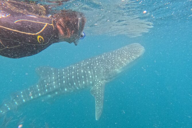 Experiences with whale sharks in La Paz - The boat ride reality check: waves, motion sickness, and timing