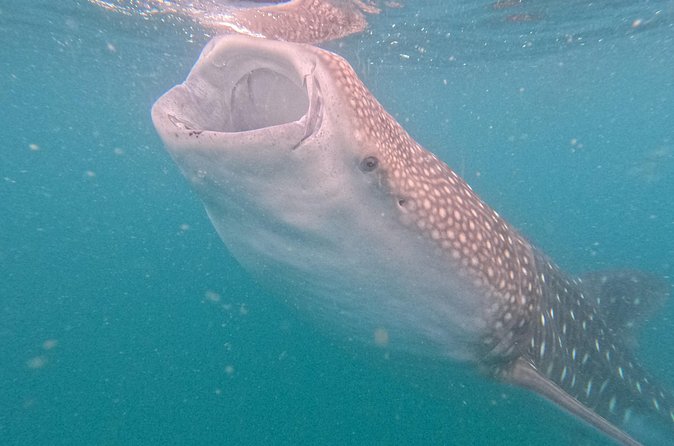 Experiences with whale sharks in La Paz - The whale shark moment: how the encounter works in real conditions