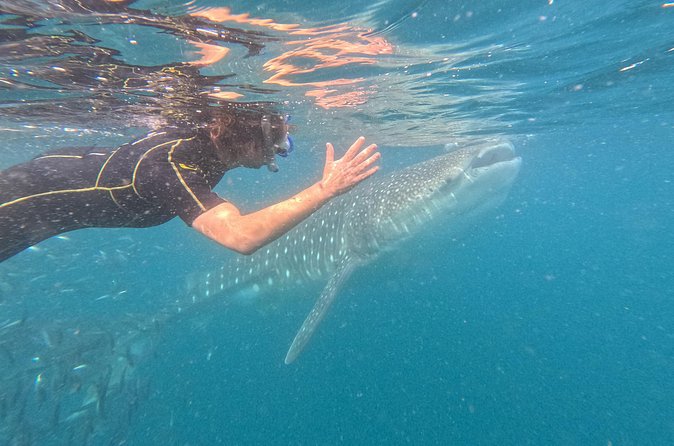 Experiences with whale sharks in La Paz - Snacks, drinks, and what value looks like at this price