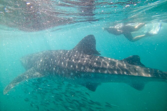 Experiences with whale sharks in La Paz - Safety, group size, and the staffing question you should keep in mind