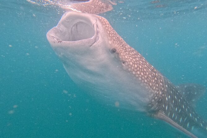 Experiences with whale sharks in La Paz - Where you meet, and why the marina timing matters