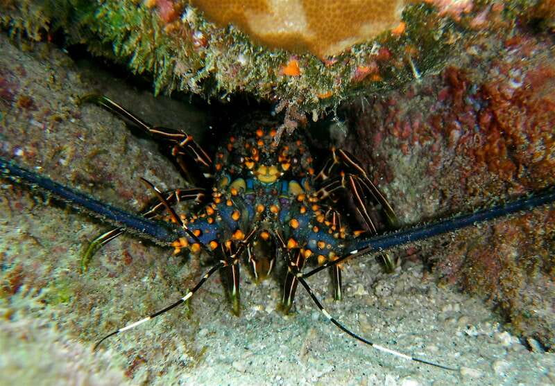 From Cabo: Cabo Pulmo Marine Park Snorkeling and Kayaking - Timing that feels like a full day, but not a marathon