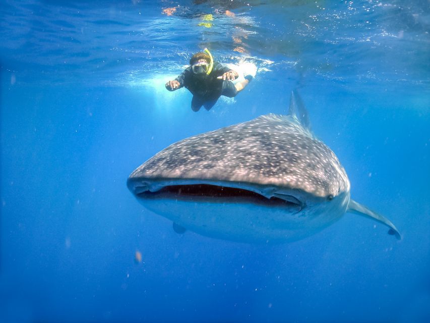From Cabo: Snorkel with Whale Sharks in La Paz - What stands out on this whale shark day