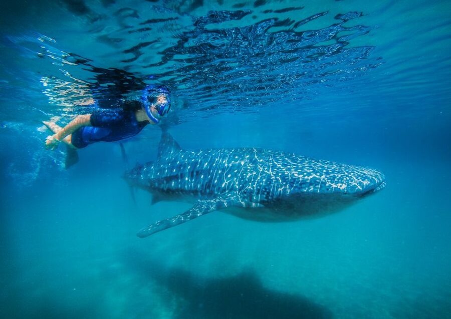 From Cabo: Snorkel with Whale Sharks in La Paz - Possible drawback: it is not a long, lazy snorkel