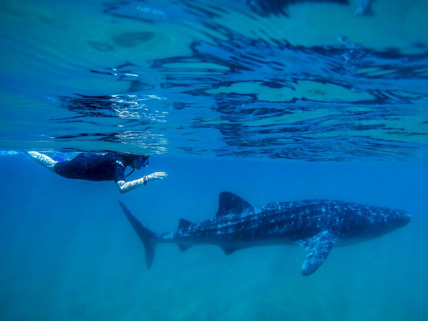 From Cabo: Snorkel with Whale Sharks in La Paz - La Paz on the clock: guided time before the boat