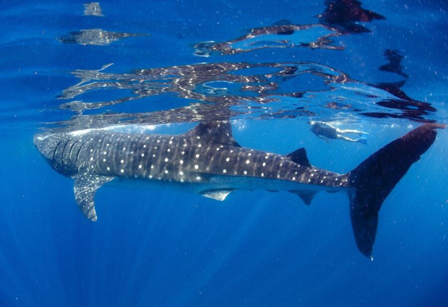 From Cabo: Snorkel with Whale Sharks in La Paz - The boat day in the Sea of Cortés and the whale shark odds